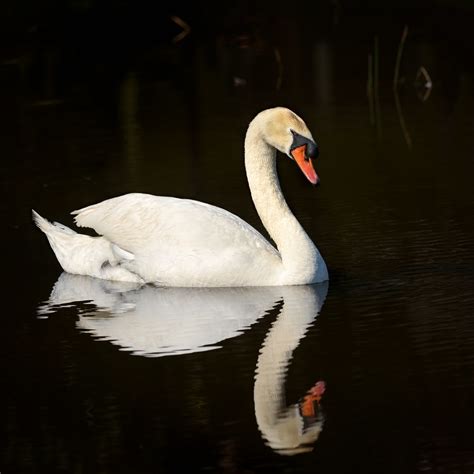 It actually takes about four months before they're able to. The Mute Swans have hatched! | Central Florida Photo Ops