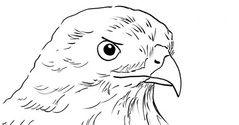 Fallby fran hawk illustrated by sherry neidigh. Hawk Coloring Page - Art Starts