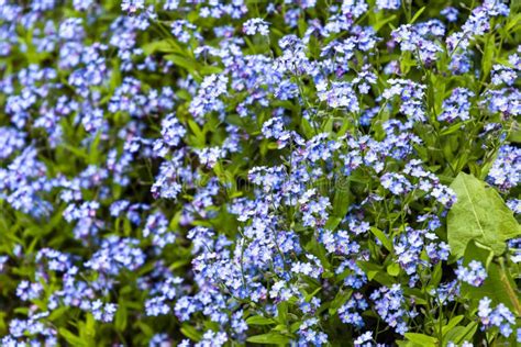 Blue Forest Flowers Stock Photo Image Of Bloom Flower 146970206