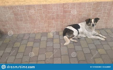 Beautiful Dog Is Waiting For The Owner Stock Photo Image Of Owners