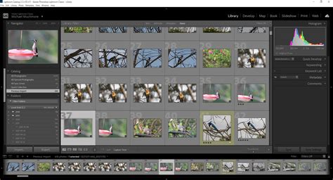 Adobe Lightroom Classic Review
