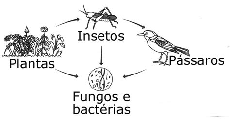 Observe Inicialmente As Duas Cadeias Alimentares