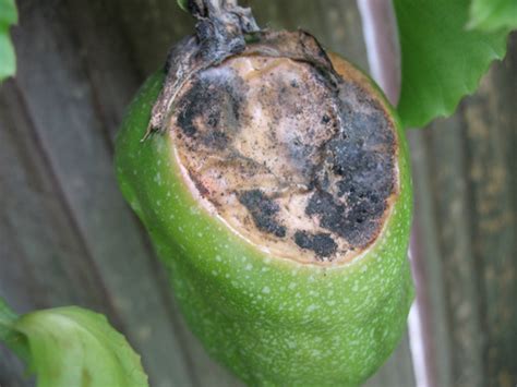 Please bookmark our main domain to have permanent access to our forum teens.al and bookmark our top jailbaits.top. Forum: What Is Wrong With My Passionfruit?
