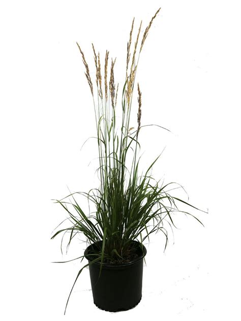 Karl Foersters Feather Reed Grass Potted Gardeners Supply