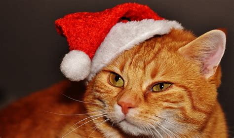 Closed For Christmas Safe Haven For Cats