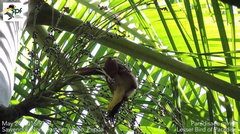 Lesser Bird Of Paradise Paradisaea Minor Eating YouTube