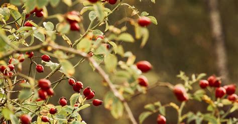 Red Fruits · Free Stock Photo