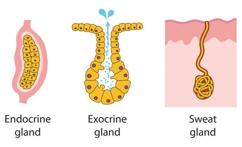 790 Exocrine Gland Stock Illustrations Royalty Free Vector Graphics