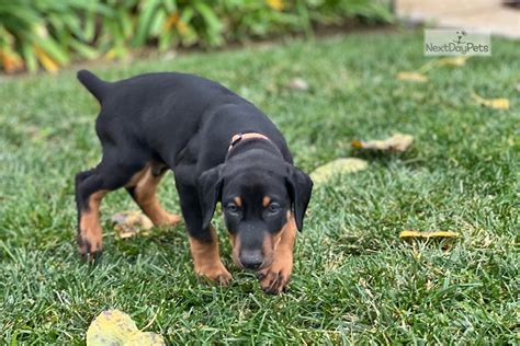 Asher Doberman Pinscher Puppy For Sale Near San Diego California