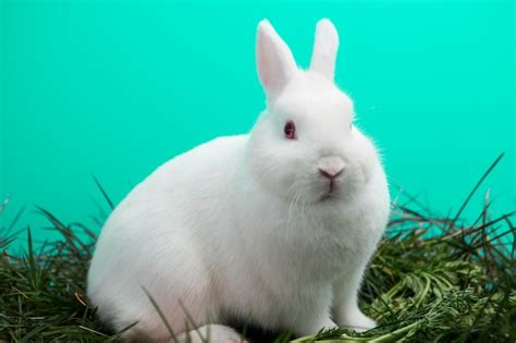 Premium Photo Fluffy White Bunny Rabbit