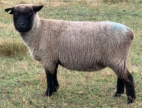Shropshire Sheep Roogulli Farm