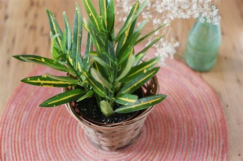 How To Propagate A Croton With Pictures Ehow
