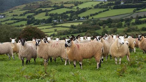 Welsh Hill Farm Meat Among Most Sustainable Report Finds Farmers Weekly