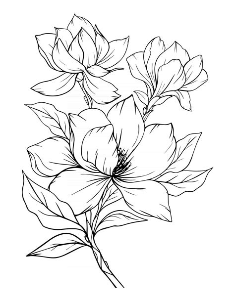 Magnolia Flor Contorno Magnolia Arte Lineal Dibujo Lineal Vector En Vecteezy