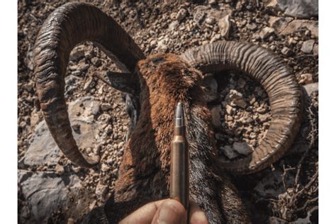 Mouflon Hunting In Spain Rws Ammunition
