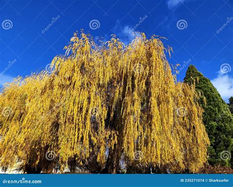 Weeping Willow Salix Babylonica Autumn Yellow Colored In Garden Under