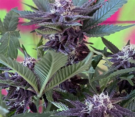 Purple Afghani Kush Mzjill Genetics Cannabis Strain Info