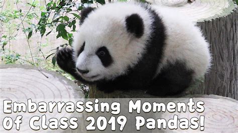 Embarrassing Moments Of Class 2019 Pandas Ipanda Youtube