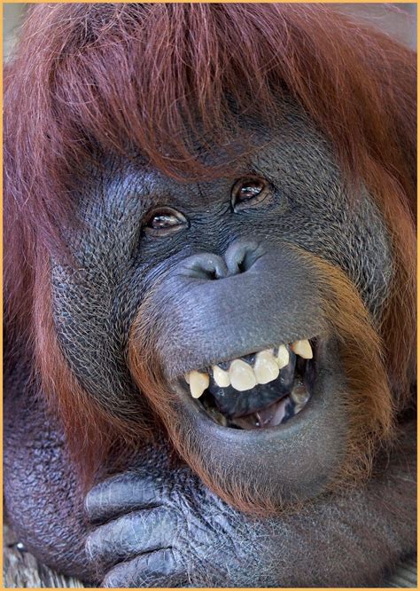 Orangután En El Zoo De Barcelona Smiling Animals Orangutan Animals