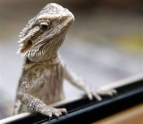 What Types Of Lizards Make Good Reptile Pets Petsourcing