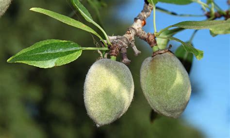 6 Things You Probably Didnt Know About Almonds Huffpost