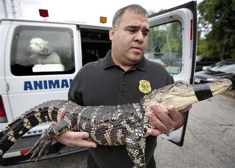 New Bedford animal control officers find 4-foot alligator | masslive.com