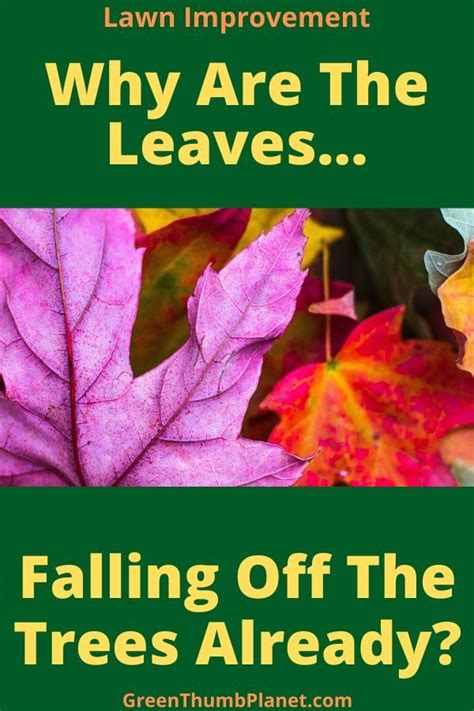 Leaves Falling Off Trees Already Tree Care Autumn Leaves Tree