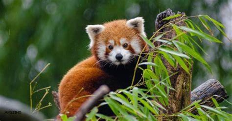 Cute Red Panda The Cute And Cuddly Baby Red Panda Amezingwildcom