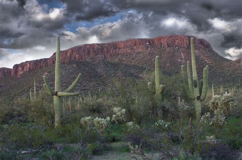 Saguaro National Park Second Of Three Flickr