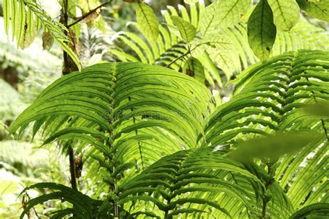 Jungle Leaves Stock Image Image Of Pattern Outdoor 50627499