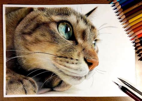 Cat Face Drawing Realistic Draw Long Smooth Lines Coming From The