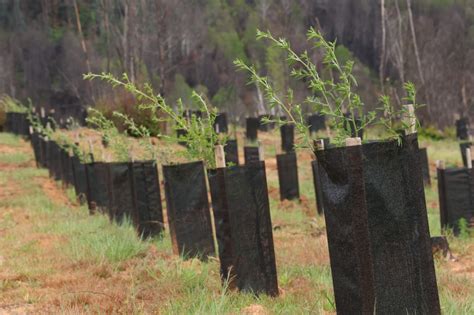 Desarrollan cierre de temporada de plantaciones para reconstrucción