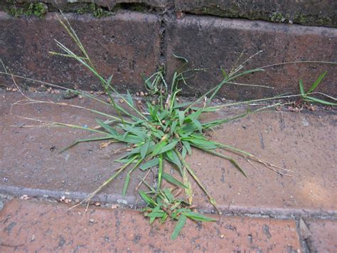 Crabgrass How To Identify And Get Rid Of The Grassy Weed Hgtv