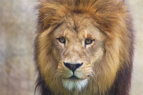 Simba The Lion King