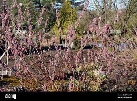 Japanese Pink Pussy Willow Salix Gracilistyla Mount Aso Growing In A Border At RHS Garden