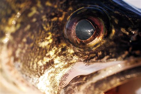 Understanding Fish Vision In Fisherman