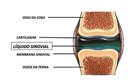 O Que é Líquido Sinovial