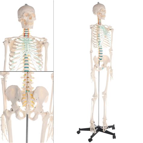 trintion human skeleton model life size 180cm human skeleton anatomical model human skeleton