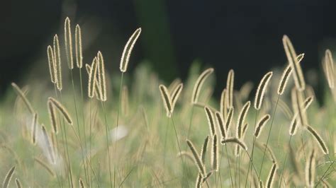 Selective Focus Photography Of Green Grass Field Spikelets Nature