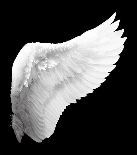 The Wing Of An Angel Against A Black Background