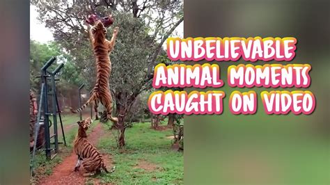 Unbelievable Animal Moments Caught On Video Funny Animals Compilation