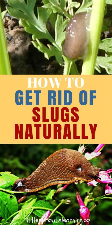 In general, how has your vision been lately? How to Get Rid of Slugs Naturally