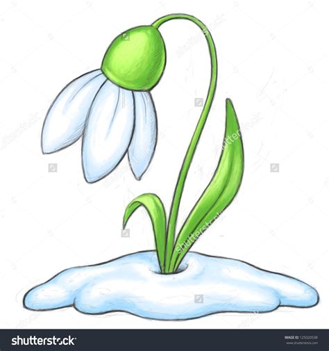 Galanthus Clipart 20 Free Cliparts Download Images On Clipground 2021
