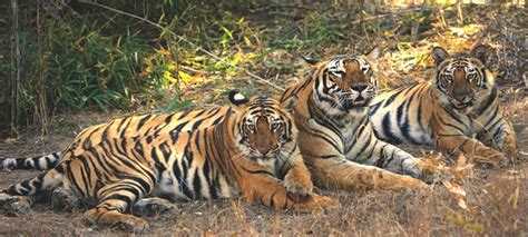Madhya Pradesh Wildlife Retreat Tiger And Jungle Safari Expedition Mp