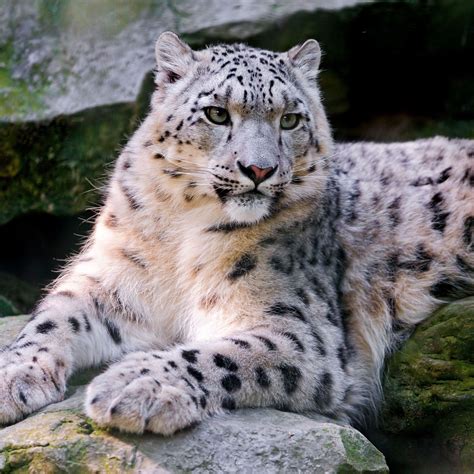 Snow Leopard Big Cat Carnivore Lay Ipad Air Wallpapers Free Download