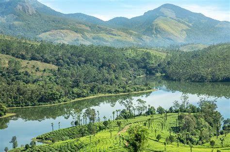Green Fields Of Tea Plantations On The Hills Landscape And Anayirankal
