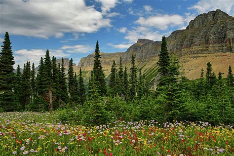 Glacier National Park Wildflowers 1 Photograph By Dean Hueber