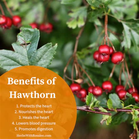 Hawthorn Herb