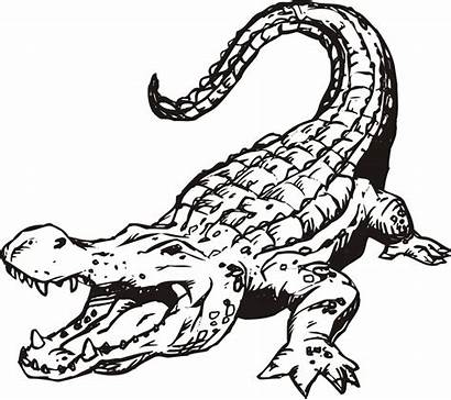 Coloring Pages Crocodiles Alligators