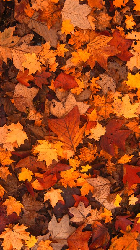 Fall Foliage Hd Wallpaper For Your Iphone 6